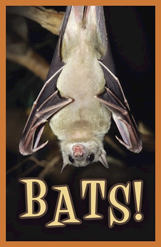 Tract-Halloween: Bats! (KJV) (Pack Of 25) | SHOPtheWORD